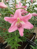 [5198 Kendall VH No02.JPG]